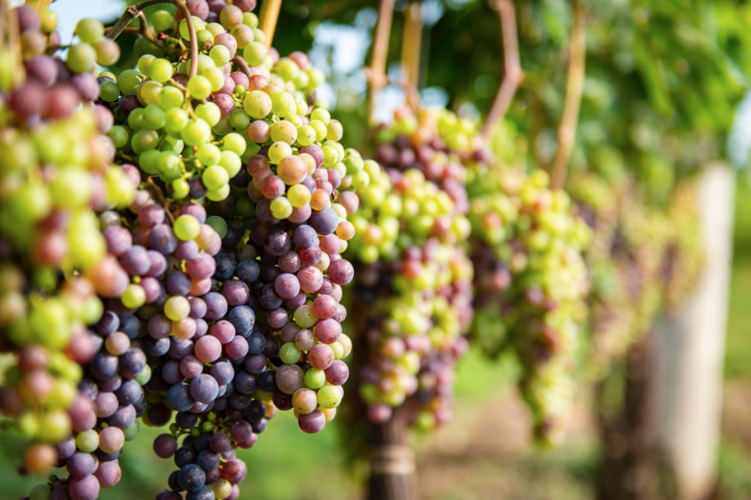 Screen Shot 2019-08-06 at 13.45.31